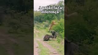 Amigo certo se mostra nas horas incertas Reagiram contra o Leão unidos Inscreva-se no Canal #animal