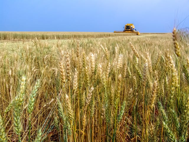 Plantação de trigo no Paraná, Brasil | Foto: Alf Ribeiro/Shutterstock