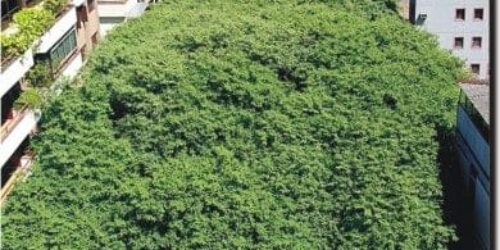 Código Florestal: Ditadura Ambiental Chegando às Cidades