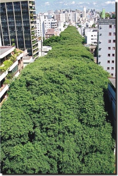 No momento, você está visualizando Código Florestal: Ditadura Ambiental Chegando às Cidades