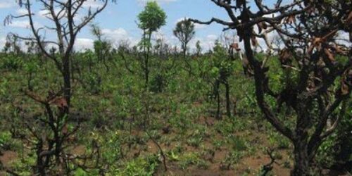 A lição do Parque das Emas: agronegócio e herbicida salvam reserva ecológica