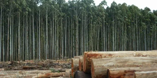 Agropecuária brasileira: modelo de eficácia apesar de fatores adversos