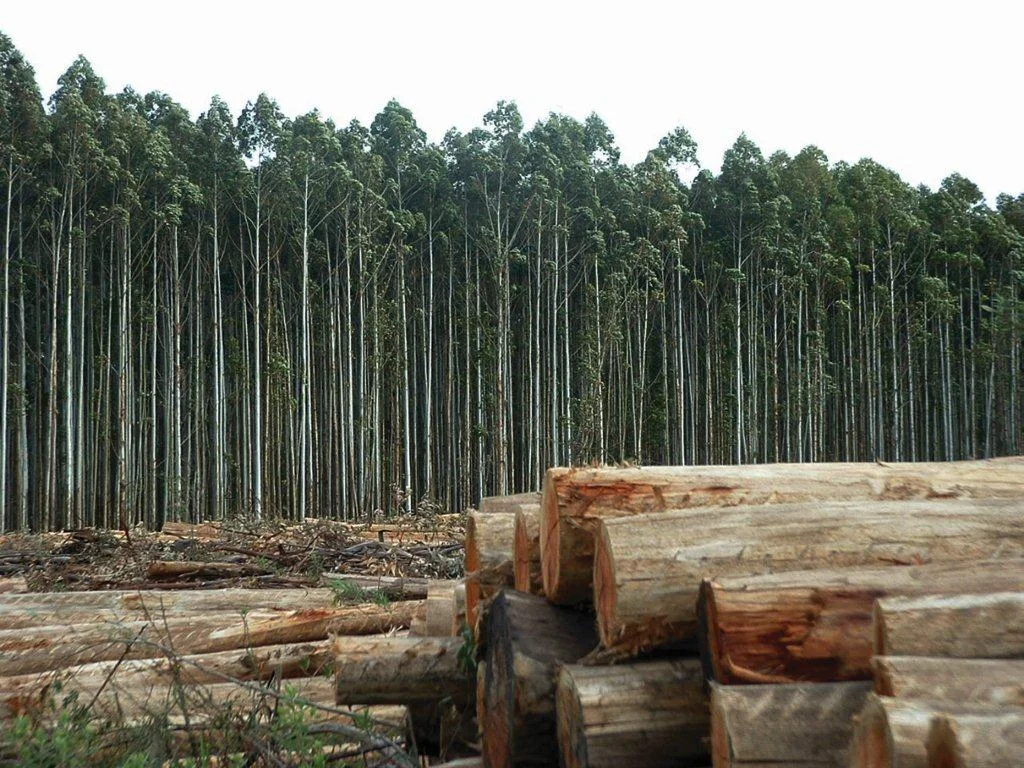 No momento, você está visualizando Agropecuária brasileira: modelo de eficácia apesar de fatores adversos