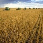 PIB: Código Florestal no Brasil asfixia a agropecuária