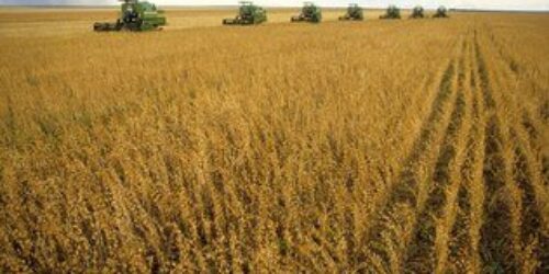 PIB: Código Florestal no Brasil asfixia a agropecuária