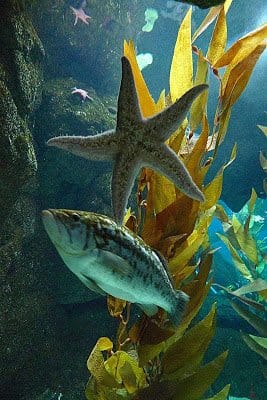 No momento, você está visualizando Biólogos renomados questionam previsões pessimistas sobre ‘ameaças’ à biodiversidade