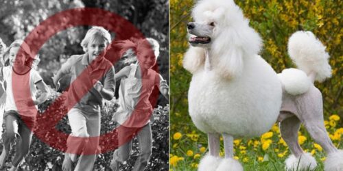 O neopaganismo ecológico e os animais de estimação