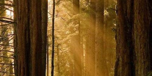 Com aumento de CO2 árvores aproveitam melhor a água
