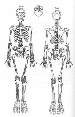 Conjunto dos ossos de São Pedro achados no túmulo
