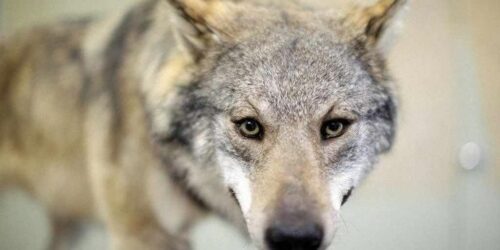 Matilhas de lobos (“espécie protegida”) devoram até cavalos na França