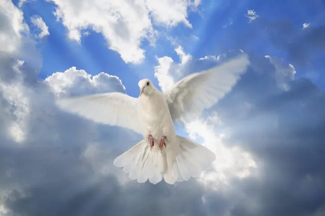 A dove in the sky