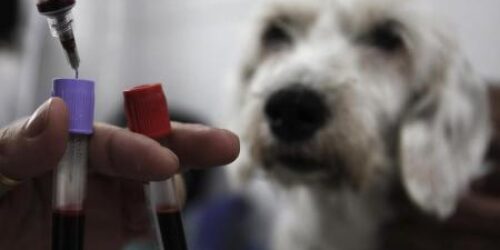 Italiana desafia defensores de direitos dos animais após polêmica online