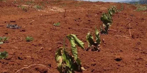 Calor e seca no Brasil: pânicos verdes e socialismo “vermelho” não abafam a ciência e o bom senso