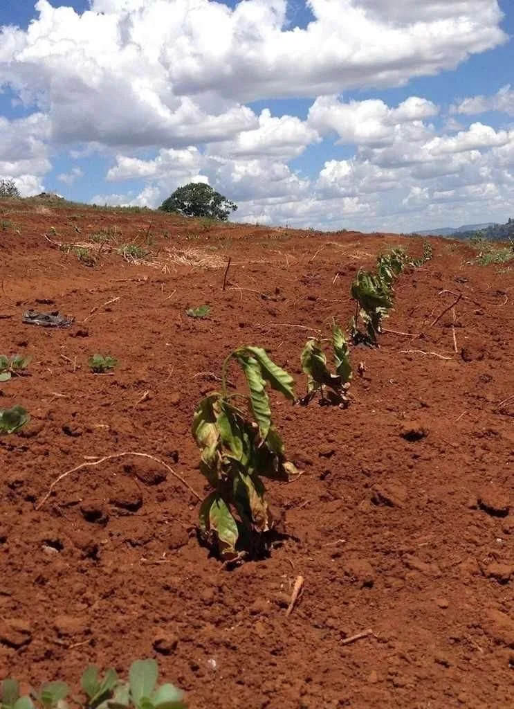 No momento, você está visualizando Calor e seca no Brasil: pânicos verdes e socialismo “vermelho” não abafam a ciência e o bom senso