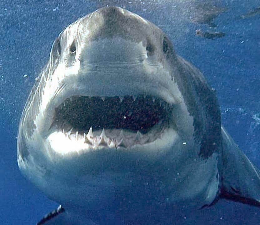 No momento, você está visualizando Austrália manda abater tubarões assassinos e ambientalistas fazem algazarra