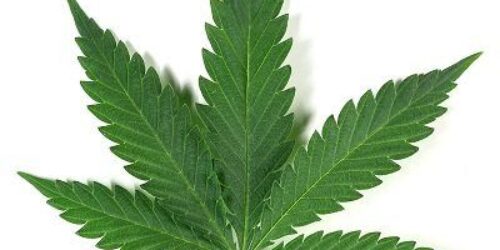 Vote contra a regulamentação do comércio da maconha proposta pelo deputado Jean Wyllys (PSOL)
