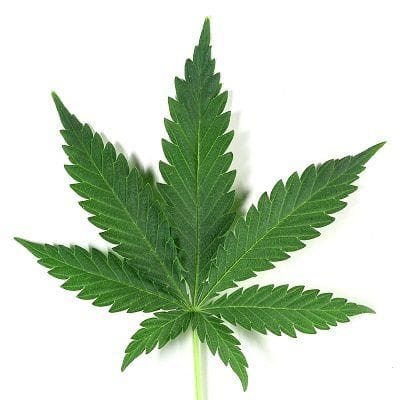 No momento, você está visualizando Vote contra a regulamentação do comércio da maconha proposta pelo deputado Jean Wyllys (PSOL)