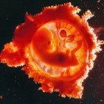 “Nós, pró-abortistas…”  – finalmente um defensor do aborto atribui a si esse adjetivo