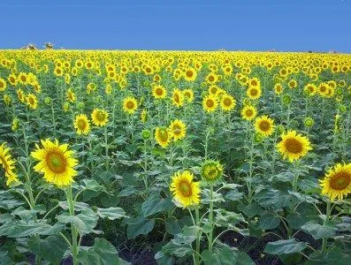 O CO2 está na base da cadeia alimentar. Plantação de girassol.