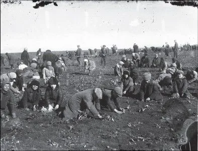 Nos kolkhozes, propriedades estatais, estabelecidos na antiga URSS, os produtores não tinham direito ao fruto de seu trabalho