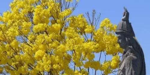 A flor do Ipê, uma gota da glória de Deus