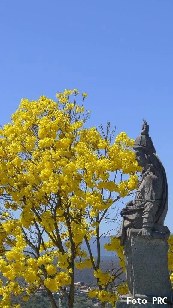 No momento, você está visualizando A flor do Ipê, uma gota da glória de Deus