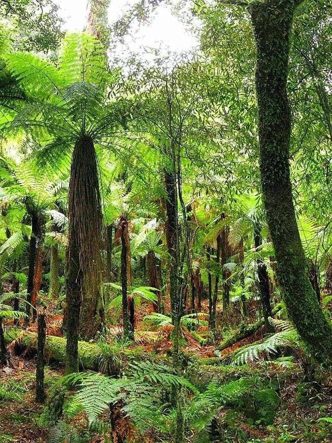 No momento, você está visualizando Florestas tropicais crescem mais rápido com aumento de emissões de CO2