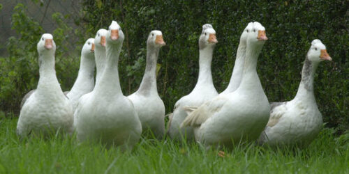 Foie gras e irracionalidade