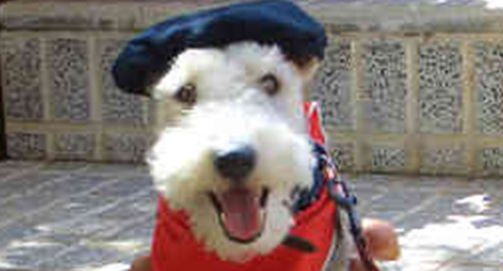 No momento, você está visualizando Barnabé, o crédulo – A “Igualdade entre homens e animais”