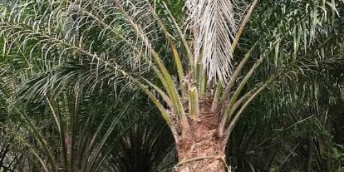 Eco-extremistas querem proibir o dendê e a Nutella