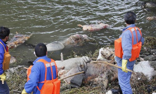 Milhares de carcaças podres no rio que fornece água potável a Shangai