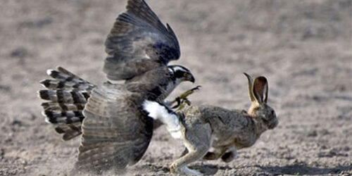 Verdades esquecidas, na consideração da natureza