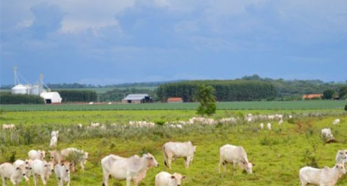 No momento, você está visualizando Agropecuária: o maior saldo comercial da história, apesar do governo
