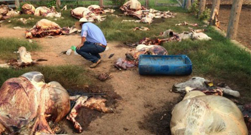 No momento, você está visualizando “Exército do Stédile” — Barbaridade, ódio e impunidade