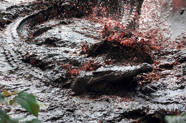 Crocodrilos devoram animal