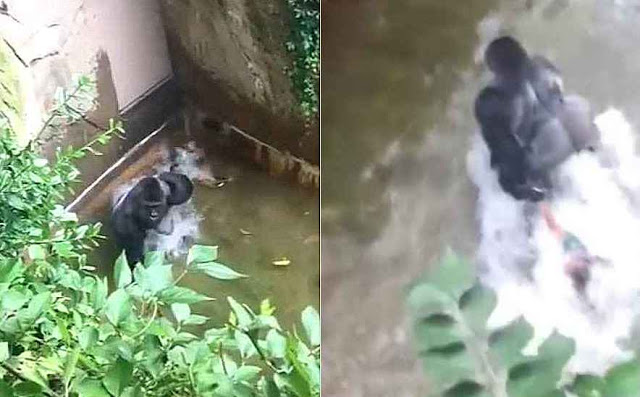 Gorila arrastra criança no zoo de Cincinnati (1)