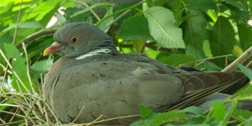 Sede prudentes como as serpentes  e simples como as pombas