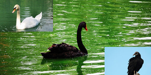 O cisne negro virou urubu