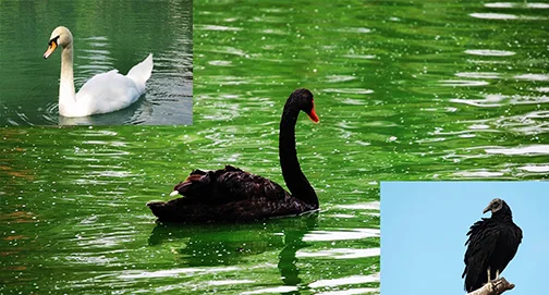 No momento, você está visualizando O cisne negro virou urubu