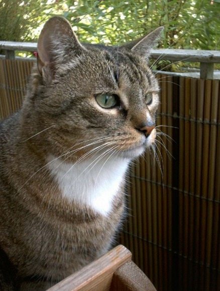 gato europeu - orelha em pé - olhos cor de azeitona