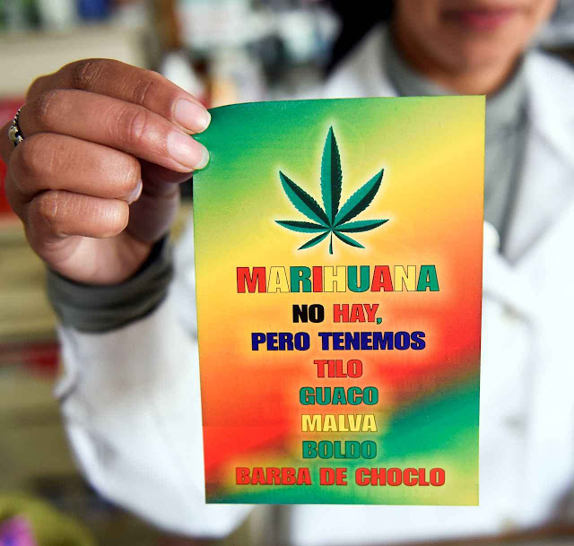 En esta imagen, tomada el 28 de junio de 2016, una empleada de la farmacia Erosa muestra un folleto que anuncia que en el establecimiento no se vende marihuana, pero sí hierbas medicinales alternativas conocidas por sus efectos médicos, en el centro de Montevideo, en Uruguay. El gobierno uruguayo quiere comenzar a vender marihuana legalmente en las farmacias en las próximas semanas, pero solo 50 de 1.200 farmacias se inscribieron, abriendo un debate sobre cómo debería distribuirse la droga. (AP Foto/Matilde Campodonico)