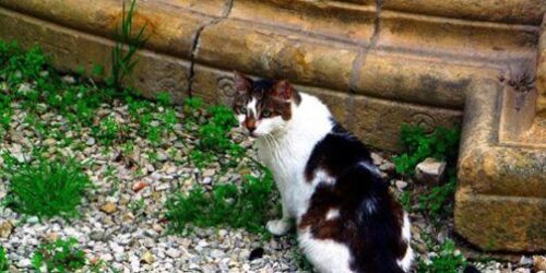 Simpático ou detestável, o curioso bicho chamado gato