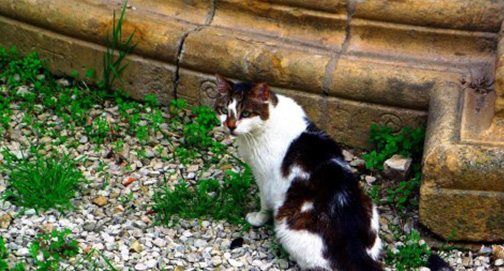 No momento, você está visualizando Simpático ou detestável, o curioso bicho chamado gato