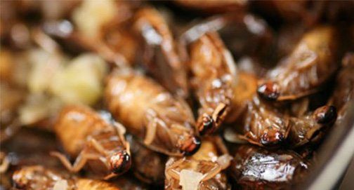 No momento, você está visualizando Ecologistas radicais oferecem farinha de… baratas!