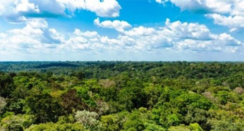 No momento, você está visualizando A Terra possui 467 milhões de hectares de florestas a mais do que se supunha