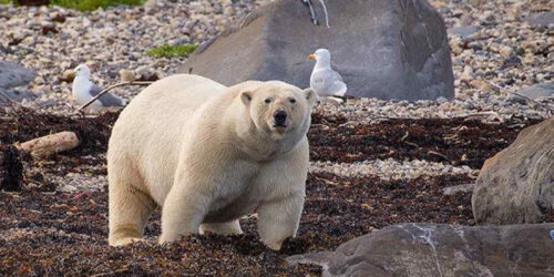 Problema dos ursos polares ‘em extinção’: estão gordos e numerosos demais