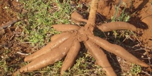 Raízes de mandioca-brava