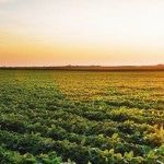 Ameaças ao avanço da safra agropecuária