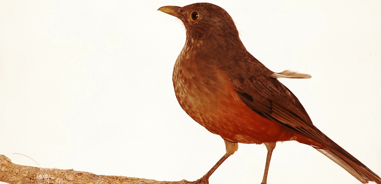 No momento, você está visualizando Jaburu ou Sabiá?