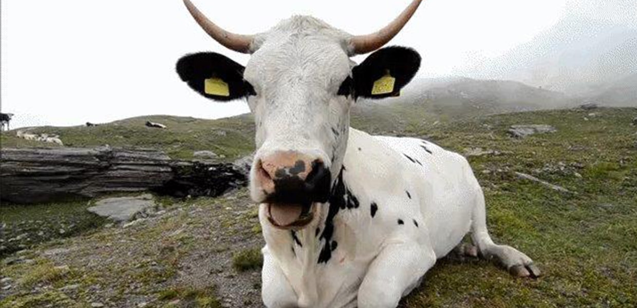 No momento, você está visualizando Vaquinhas sem leite